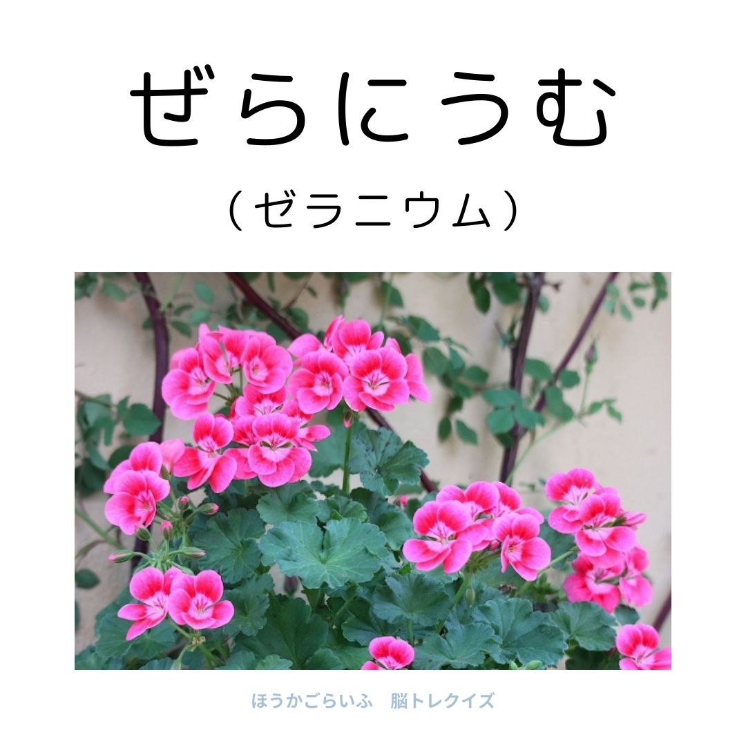 高齢者向け（無料）言葉の並び替えで脳トレしよう！文字（ひらがな）を並び替える簡単なゲーム【花の名前】健康寿命を延ばす鍵